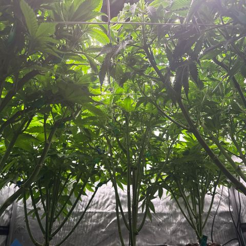 Honey Papaya #2 growlog timeline photo