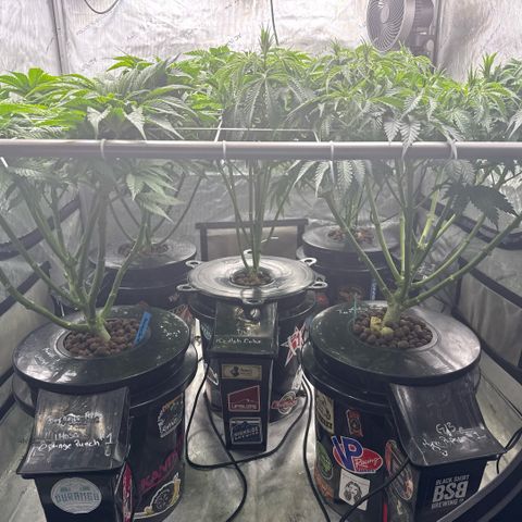 Honey Papaya #2 growlog timeline photo