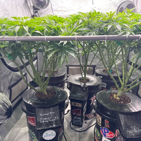 Honey Papaya #2 growlog timeline photo