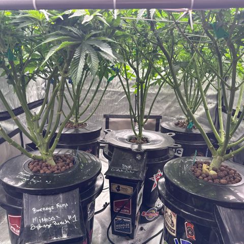 Honey Papaya #2 growlog timeline photo