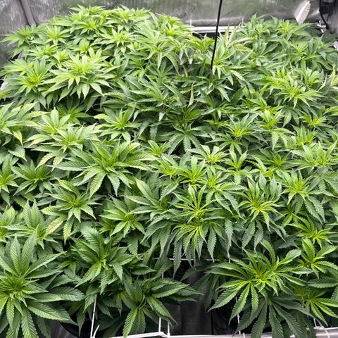 Honey Papaya #2 growlog timeline photo