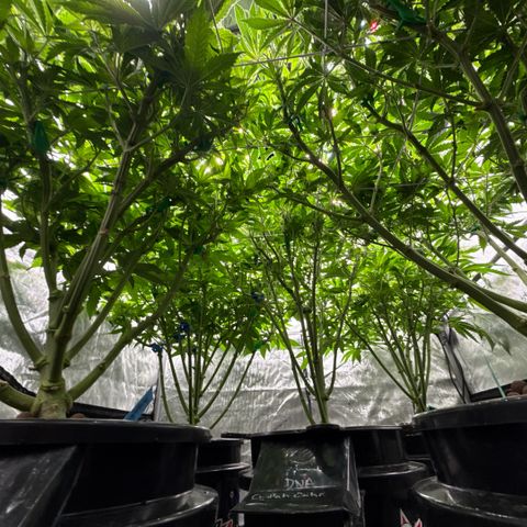 Honey Papaya #2 growlog timeline photo