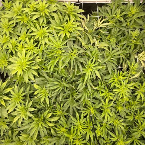 Honey Papaya #2 growlog timeline photo
