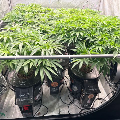 Papaya Frosting #2 growlog timeline photo