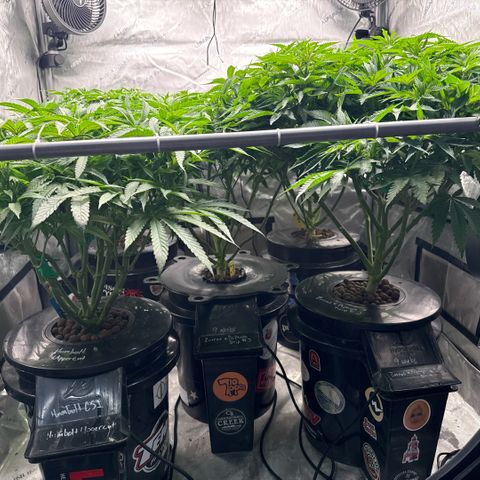 Papaya Frosting #2 growlog timeline photo