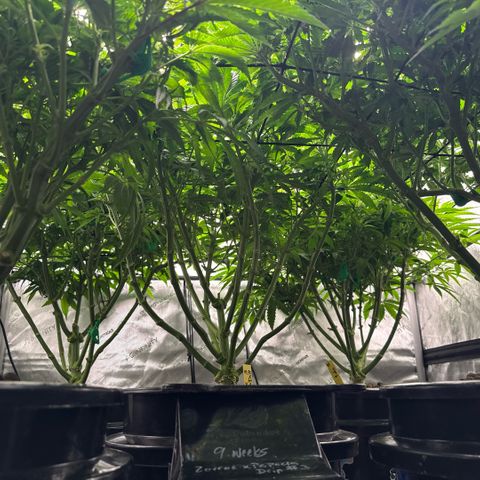 Papaya Frosting #2 growlog timeline photo