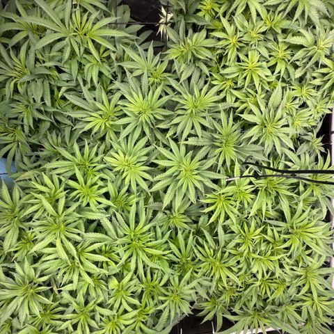 Papaya Frosting #2 growlog timeline photo