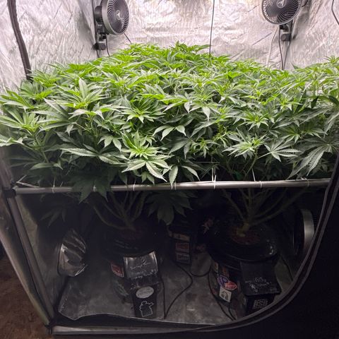 Honey Papaya #2 growlog photo: Day 7 12/12 honey papaya 2 is a little behind, should catch up. All plants are strong lots of tops. Defol will be heavy. 