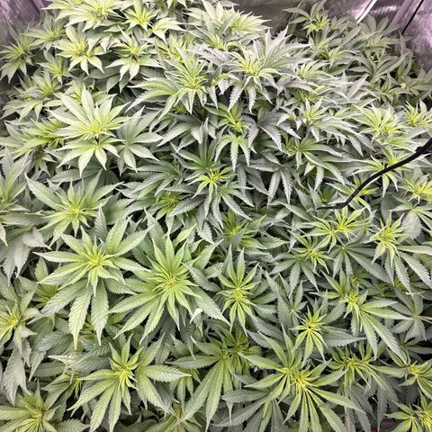Honey Papaya #2 growlog photo: Day 7 12/12 honey papaya 2 is a little behind, should catch up. All plants are strong lots of tops. Defol will be heavy. 