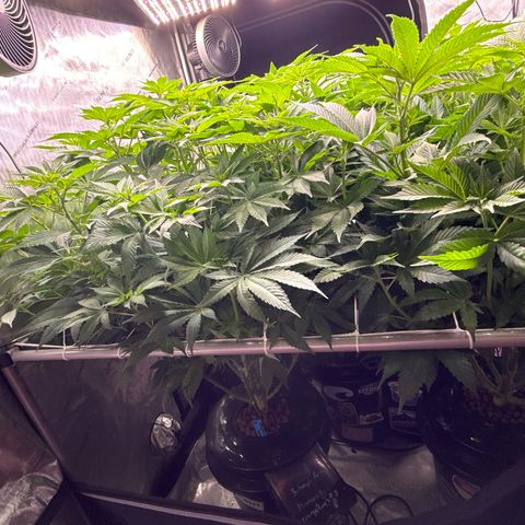 Honey Papaya #2 growlog photo: Day 7 12/12 honey papaya 2 is a little behind, should catch up. All plants are strong lots of tops. Defol will be heavy. 