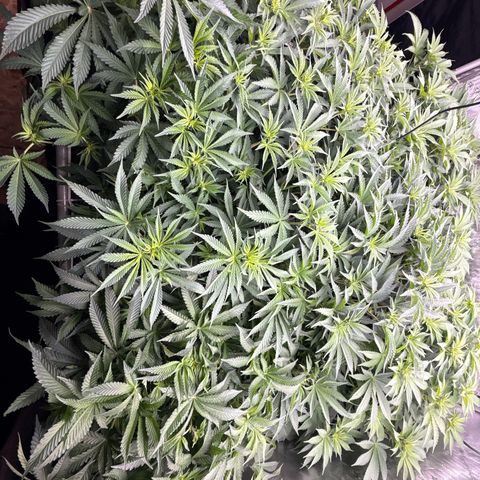 Honey Papaya #2 growlog photo: Day 7 12/12 honey papaya 2 is a little behind, should catch up. All plants are strong lots of tops. Defol will be heavy. 