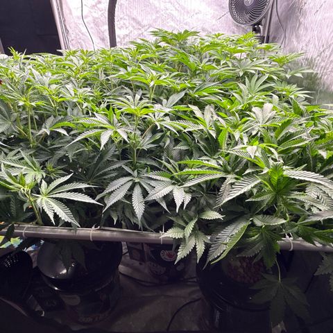 Honey Papaya #2 growlog photo: Day 7 12/12 honey papaya 2 is a little behind, should catch up. All plants are strong lots of tops. Defol will be heavy. 
