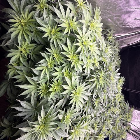 Honey Papaya #2 growlog photo: Day 7 12/12 honey papaya 2 is a little behind, should catch up. All plants are strong lots of tops. Defol will be heavy. 
