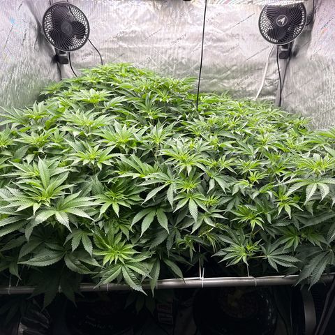 Honey Papaya #2 growlog photo: Day 7 12/12 honey papaya 2 is a little behind, should catch up. All plants are strong lots of tops. Defol will be heavy. 