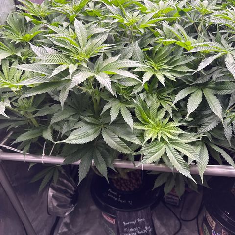 Mimosa x Orange Punch #1 growlog timeline photo