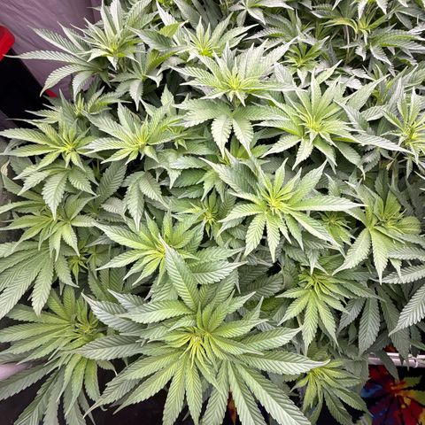 Mimosa x Orange Punch #1 growlog timeline photo