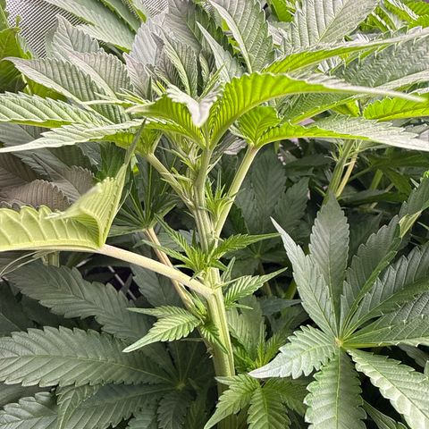 Mimosa x Orange Punch #1 growlog timeline photo