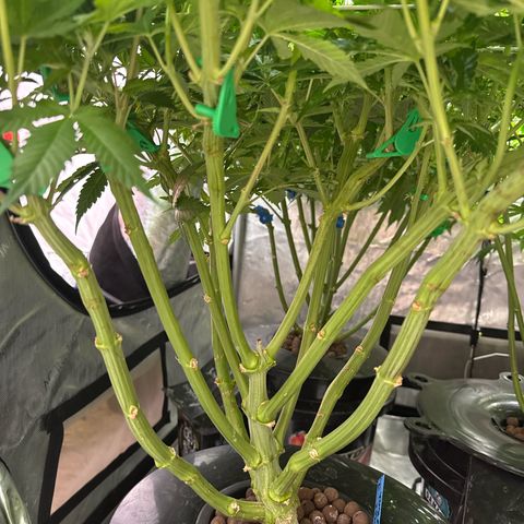 Mimosa x Orange Punch #1 growlog timeline photo