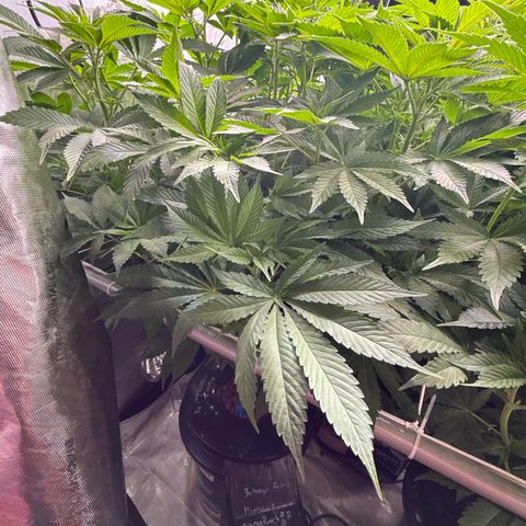 Mimosa x Orange Punch #2 growlog timeline photo