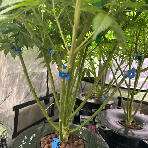 Mimosa x Orange Punch #2 growlog timeline photo