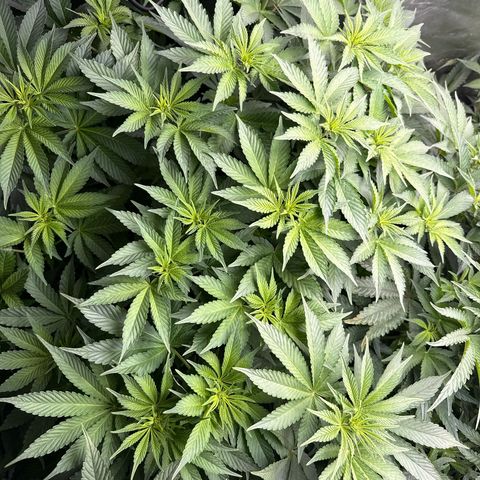Mimosa x Orange Punch #2 growlog timeline photo
