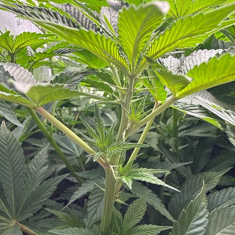 Mimosa x Orange Punch #2 growlog timeline photo
