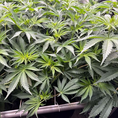 Honey Papaya #1 growlog timeline photo
