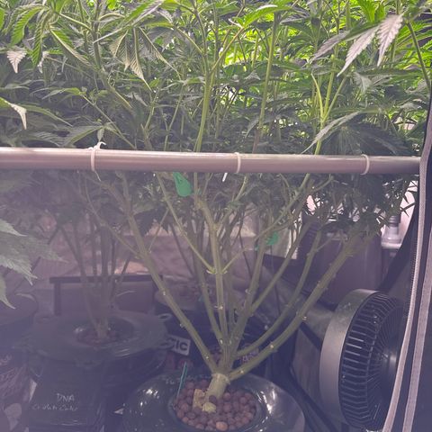 Honey Papaya #1 growlog timeline photo