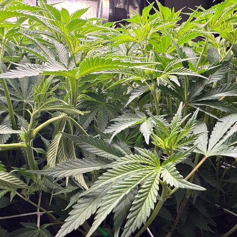 Honey Papaya #1 growlog timeline photo