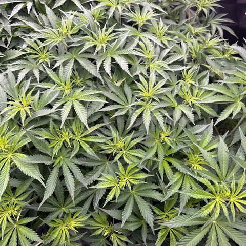 Honey Papaya #1 growlog timeline photo