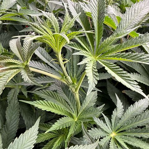 Honey Papaya #1 growlog timeline photo