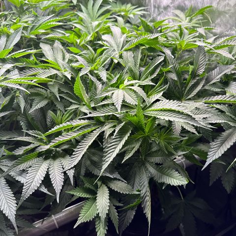 Honey Papaya #2 growlog photo: Short today, should catch up. 
