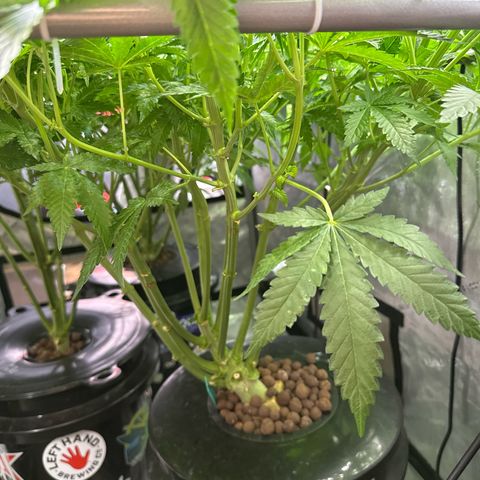 Honey Papaya #2 growlog photo: Short today, should catch up. 