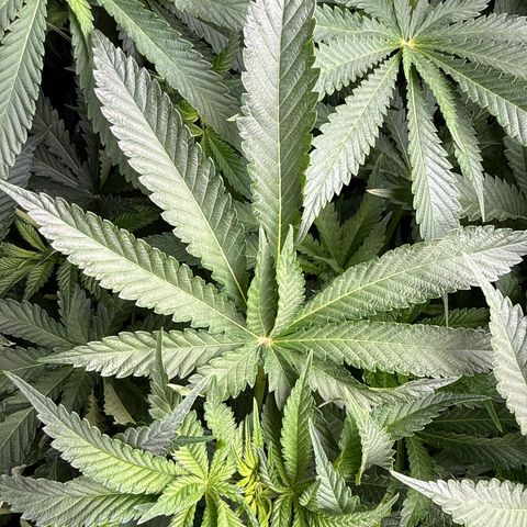 Honey Papaya #2 growlog photo: Short today, should catch up. 