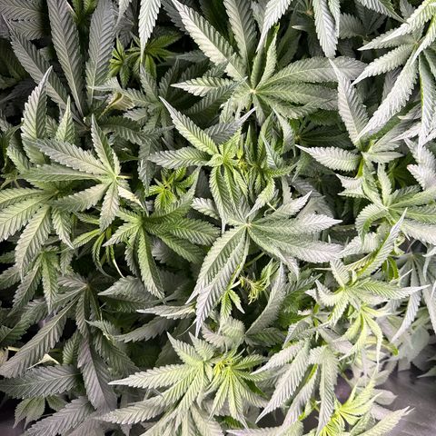 Honey Papaya #2 growlog photo: Short today, should catch up. 