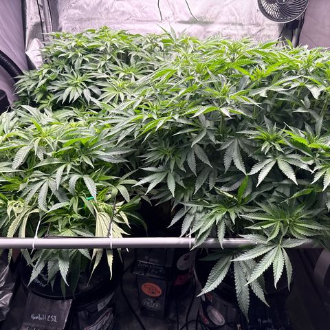 Papaya Frosting #2 growlog photo: Looking great! Humboldt uppercut is short compared to neighbors but hopefully will push and end up a decent top height. 