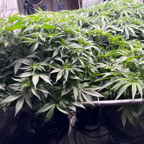 Papaya Frosting #2 growlog photo: Looking great! Humboldt uppercut is short compared to neighbors but hopefully will push and end up a decent top height. 