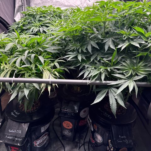 Papaya Frosting #2 growlog photo: Looking great! Humboldt uppercut is short compared to neighbors but hopefully will push and end up a decent top height. 