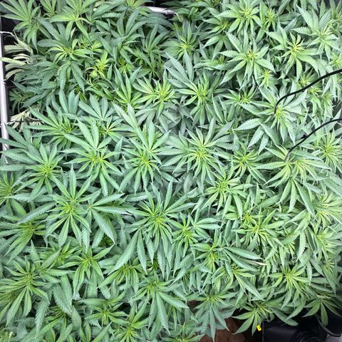 Papaya Frosting #2 growlog photo: Looking great! Humboldt uppercut is short compared to neighbors but hopefully will push and end up a decent top height. 