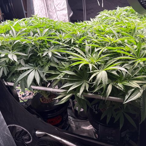 Papaya Frosting #2 growlog photo: Looking great! Humboldt uppercut is short compared to neighbors but hopefully will push and end up a decent top height. 