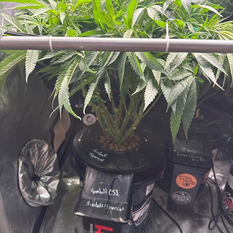 Humboldt Uppercut growlog photo: Shorty! Otherwise it’s been a great easy grow. 
