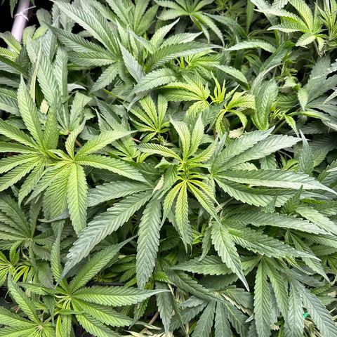 Humboldt Uppercut growlog photo: Shorty! Otherwise it’s been a great easy grow. 