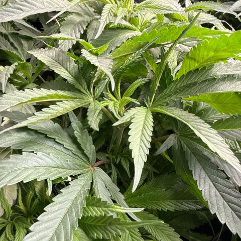 Humboldt Uppercut growlog photo: Shorty! Otherwise it’s been a great easy grow. 
