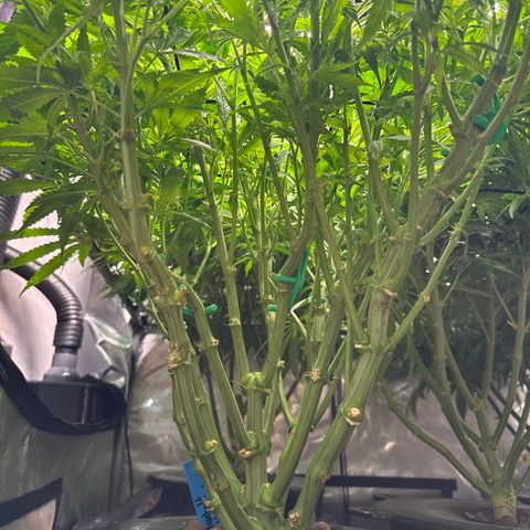Humboldt Uppercut growlog photo: Shorty! Otherwise it’s been a great easy grow. 