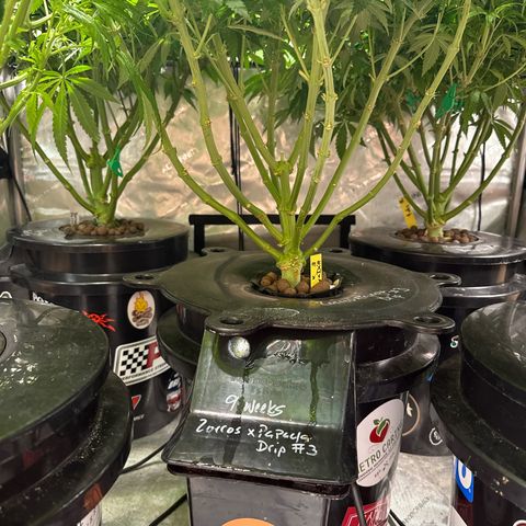 Zorros x Papaya Drip #3 growlog photo: Kinda lost in the middle of it all. 