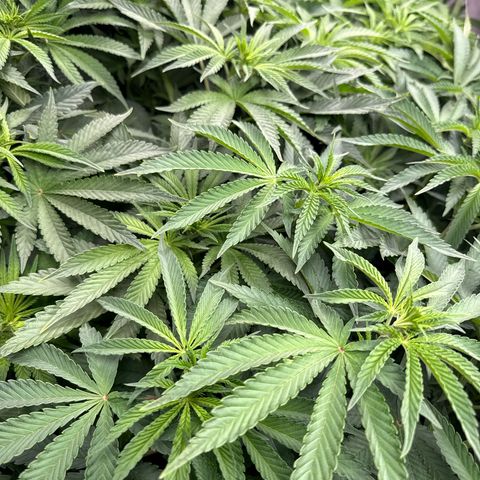 Zorros x Papaya Drip #3 growlog photo: Kinda lost in the middle of it all. 