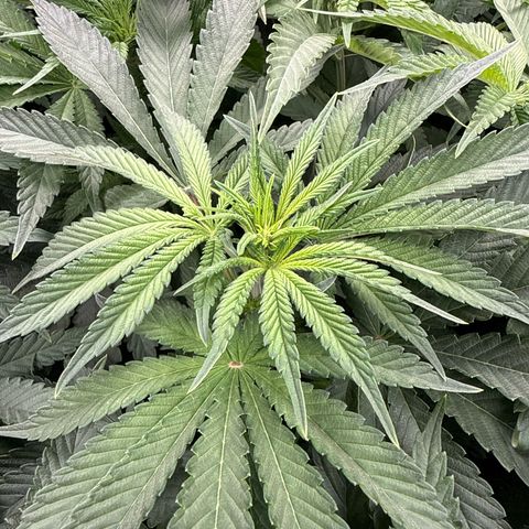 Zorros x Papaya Drip #3 growlog photo: Kinda lost in the middle of it all. 
