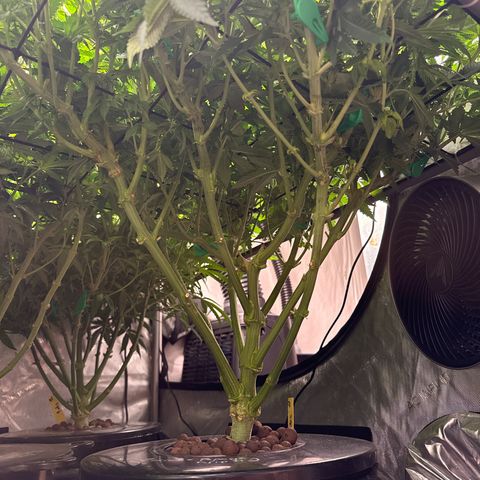 Zorros x Papaya Drip #2 growlog photo: Impressive! Big tree easy and fun to train. 