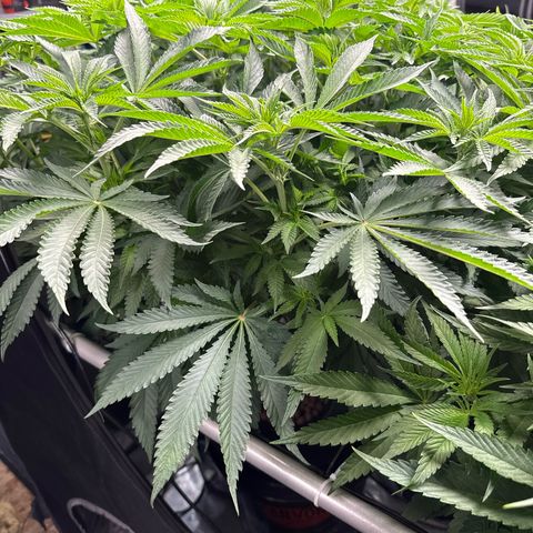 Zorros x Papaya Drip #2 growlog photo: Impressive! Big tree easy and fun to train. 