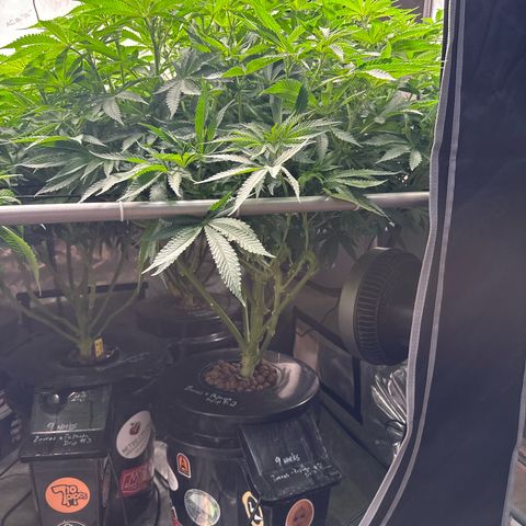 Zorros x Papaya Drip #2 growlog photo: Impressive! Big tree easy and fun to train. 